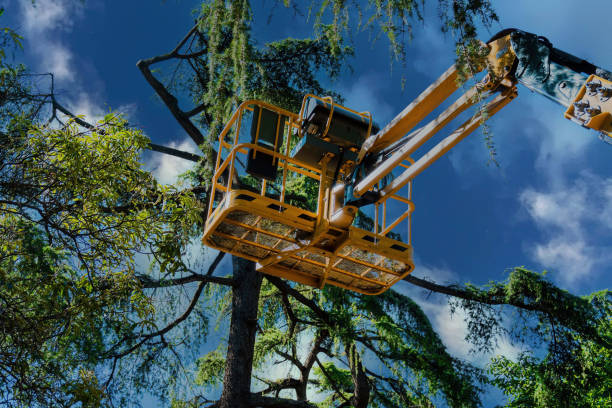 Trusted Clearlake Riviera, CA  Tree Services Experts