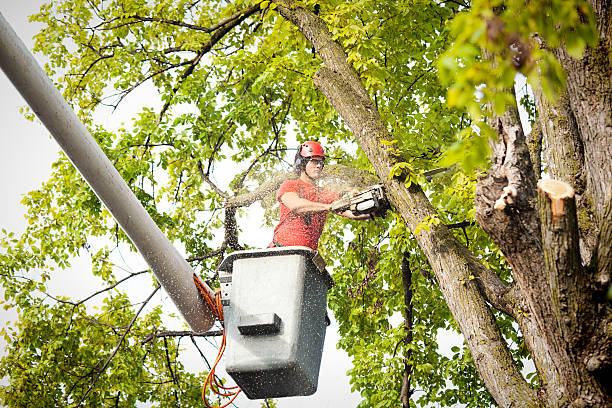 Best Tree Disease Treatment  in Clearlake Riviera, CA