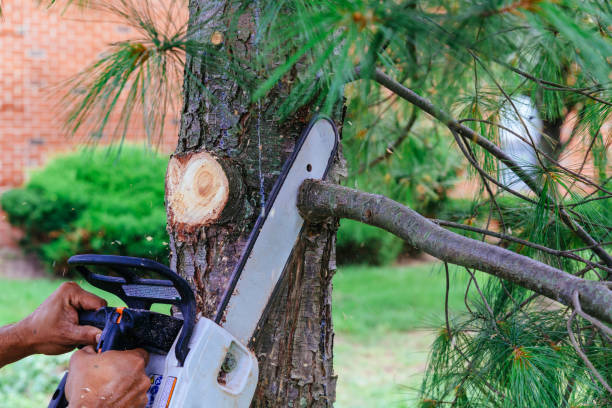 Why Choose Our Tree Removal Services in Clearlake Riviera, CA?